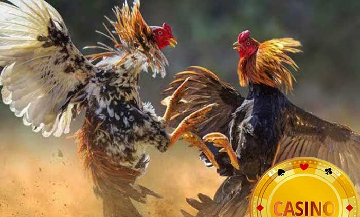 Pecinta Judi Sabung Ayam Wajib Berjudi Secara Online!